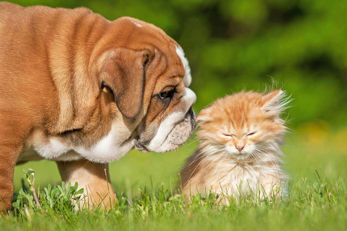 Puppy & Kitten Care 